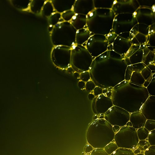 Vitamine B9 (Acide folique)